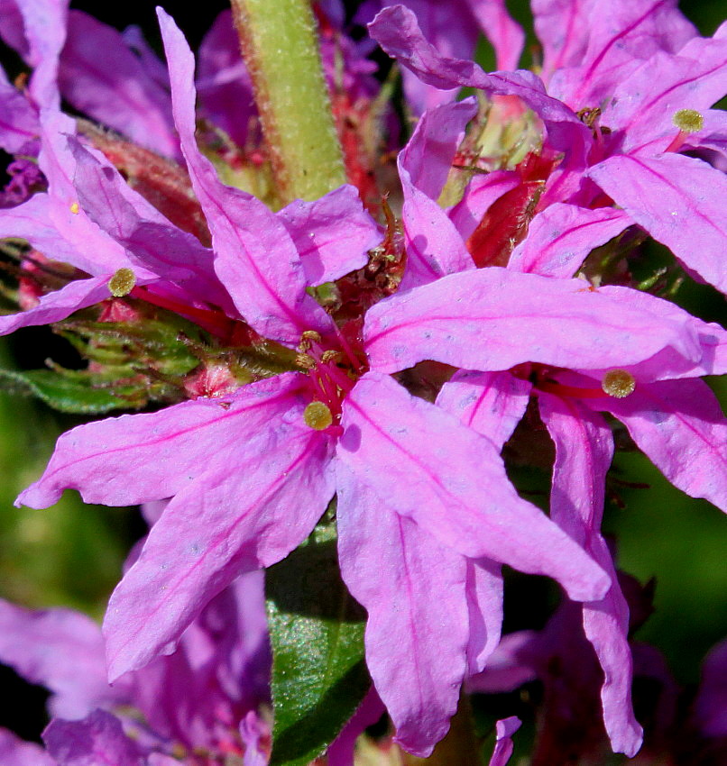 Image of Lythrum salicaria specimen.