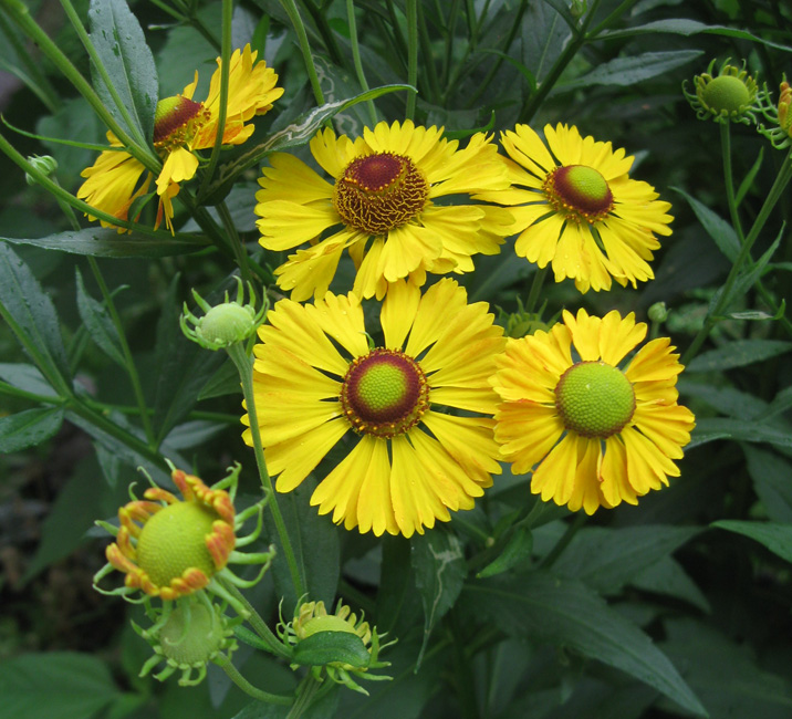 Image of Helenium autumnale specimen.