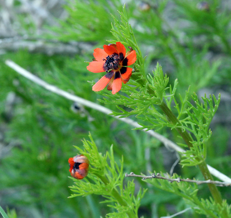 Image of Adonis parviflora specimen.