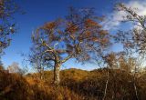 Betula ermanii. Старое одиночно растущее дерево. Камчатский край, Елизовский р-н.