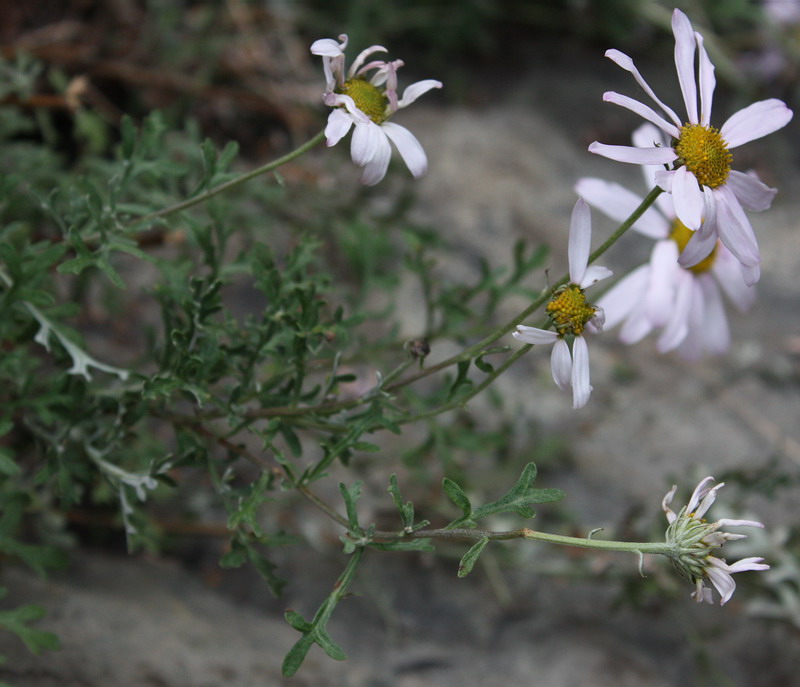 Image of Chrysanthemum sinuatum specimen.