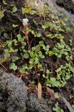 Bistorta vivipara. Цветущее растение на сырой дернине с Salix herbacea. Видно, что ниже цветков на стебле расположены многочисленные луковички. Окрестности Мурманска, северный склон Лисьей сопки. Конец августа 2008 г.
