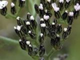 genus Achillea