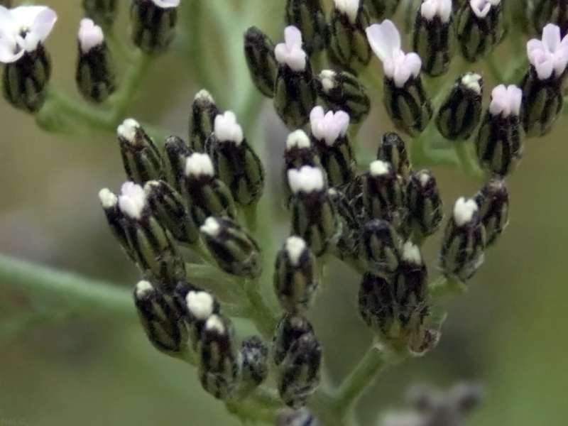 Image of genus Achillea specimen.