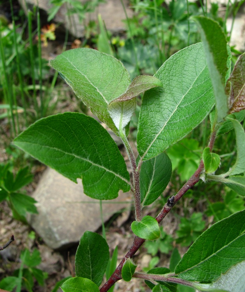 Image of genus Salix specimen.