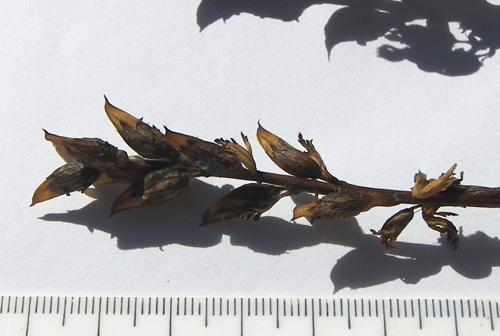 Image of Pedicularis nordmanniana specimen.