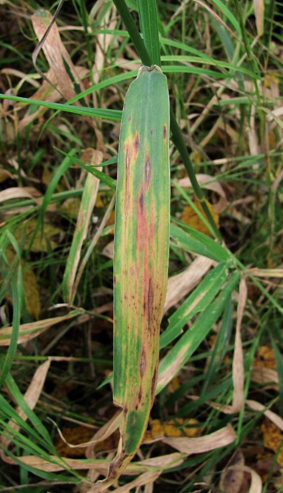 Image of Phalaroides arundinacea specimen.