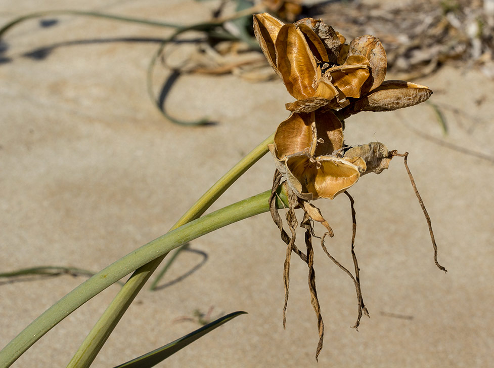 Image of Pancratium maritimum specimen.