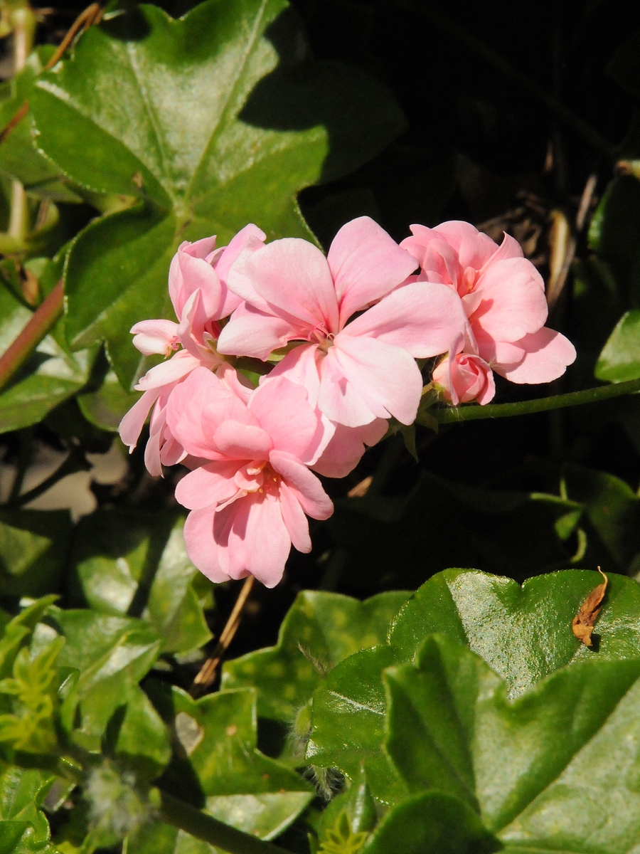 Image of Pelargonium peltatum specimen.