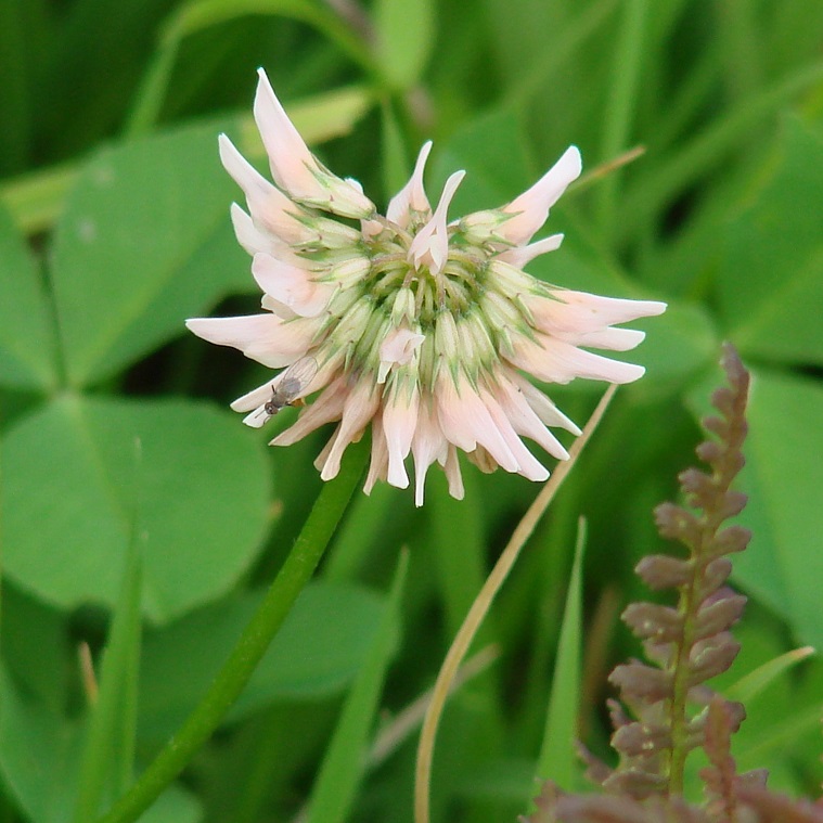 Image of Trifolium hybridum specimen.