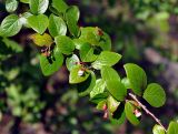 Cotoneaster lucidus