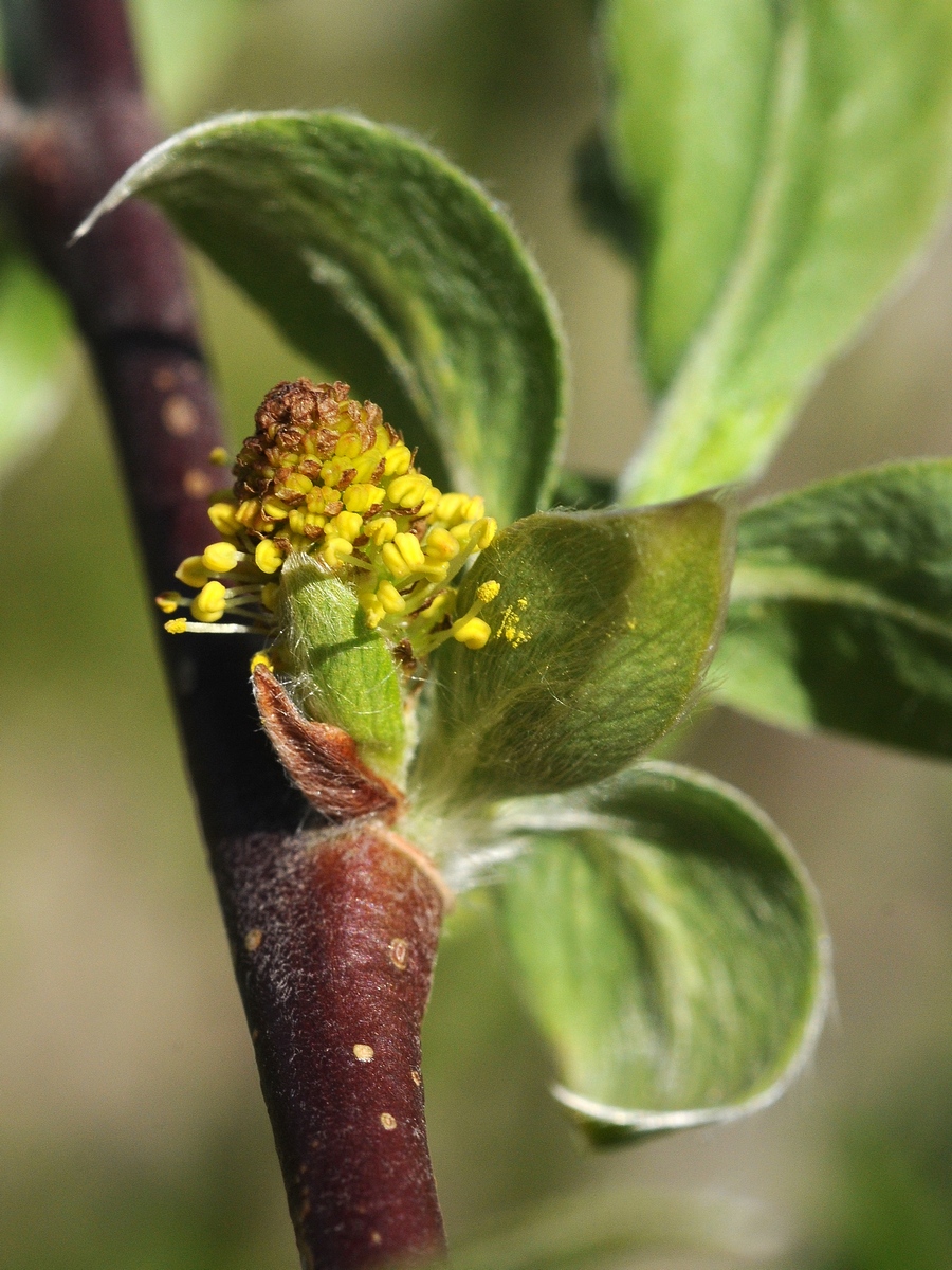 Image of Salix alatavica specimen.