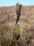 genus Salix. Часть побега с соцветиями. Ленинградская обл., Кировский р-н, южнее ст. Ивановская, поле перед лесом. 03.05.2010.