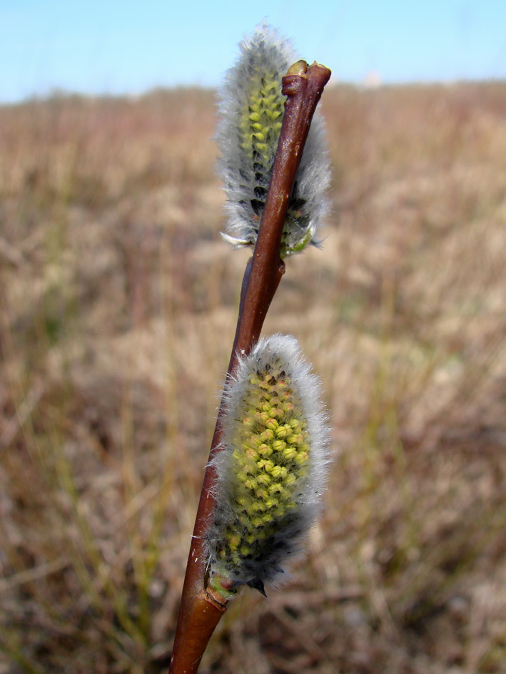 Image of genus Salix specimen.