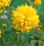 Rudbeckia variety hortensia