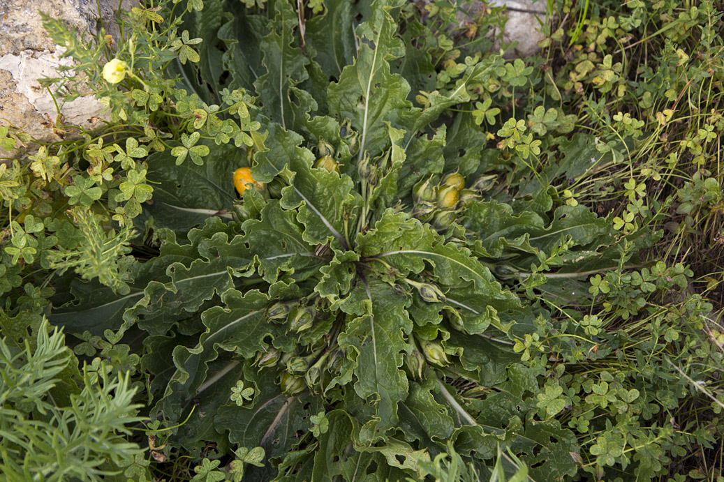 Image of Mandragora autumnalis specimen.