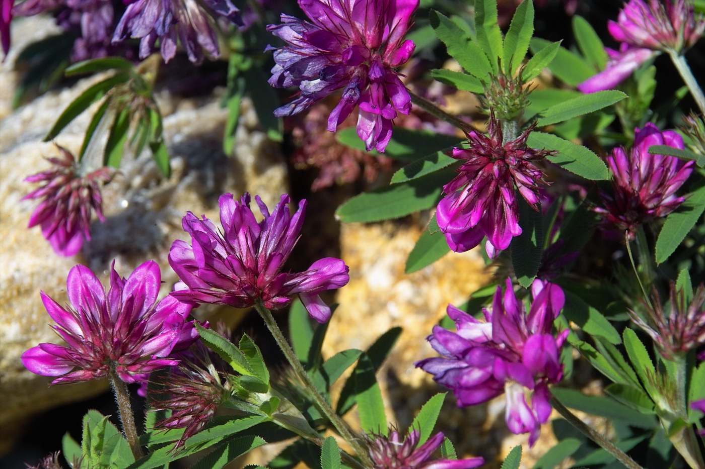 Изображение особи Trifolium lupinaster.