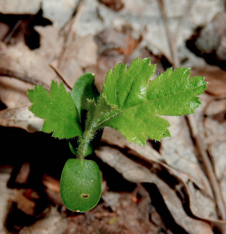 Image of Crataegus rhipidophylla specimen.