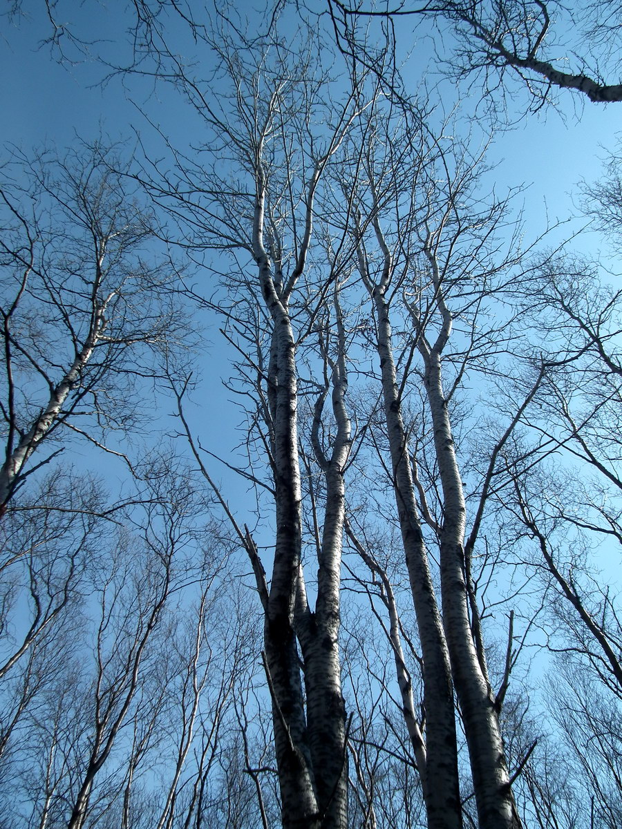 Image of Sorbus aucuparia specimen.