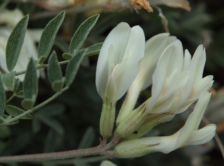 Image of Astragalus helmii specimen.