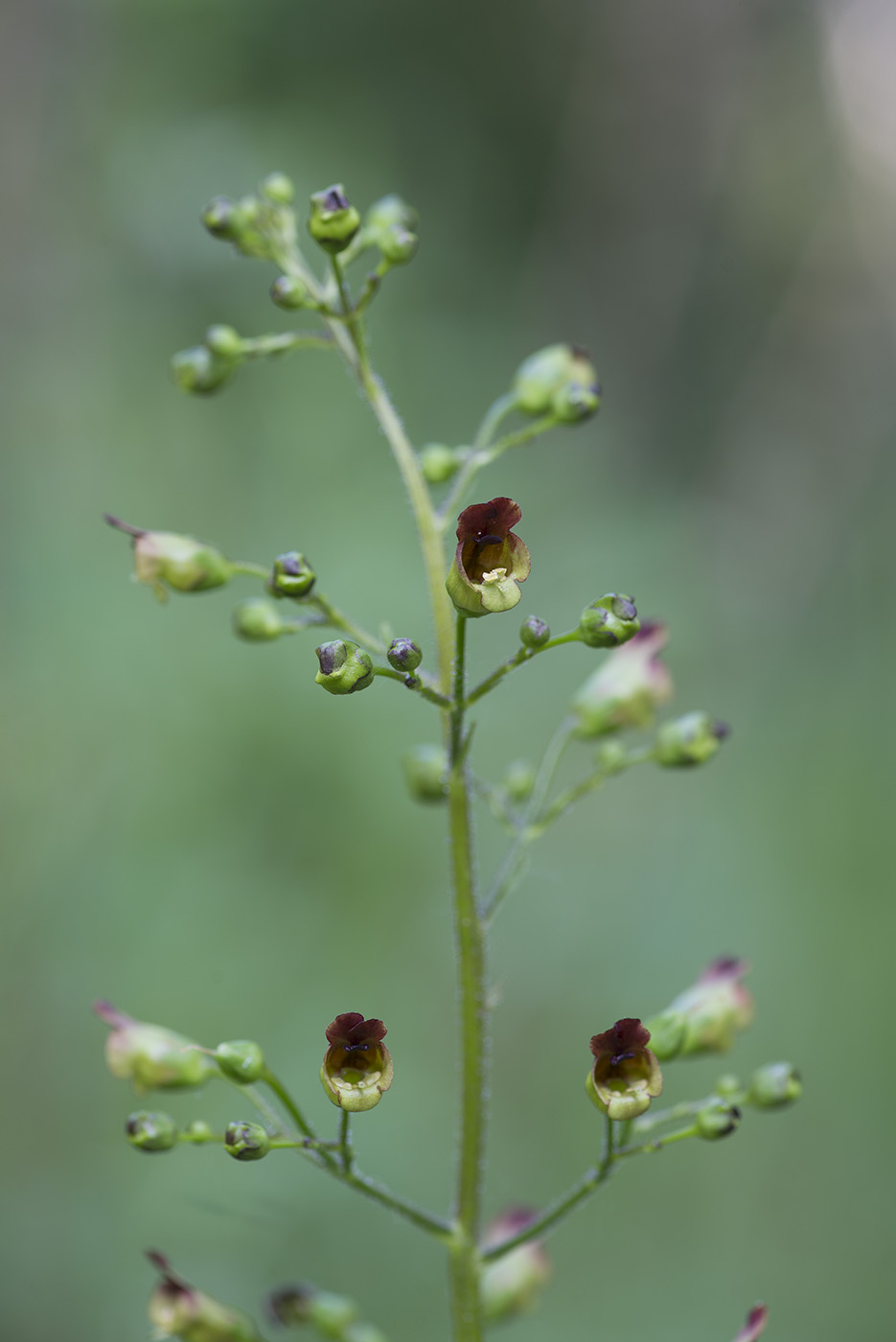 Изображение особи Scrophularia nodosa.