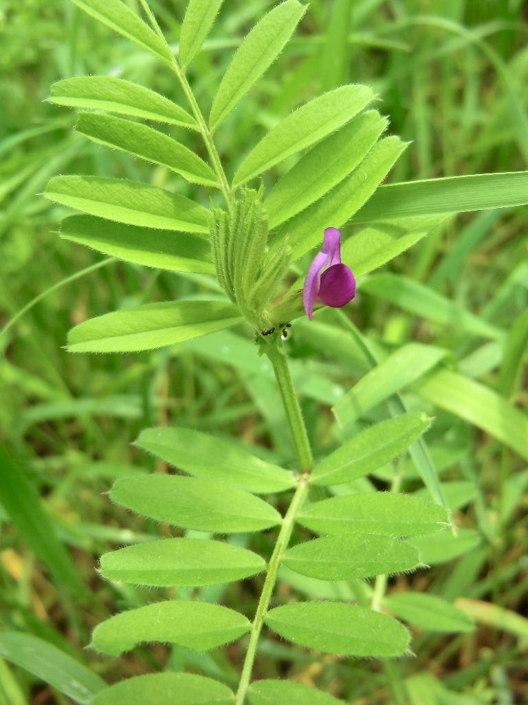 Изображение особи Vicia angustifolia.