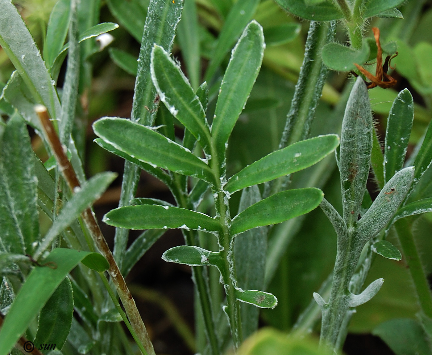 Image of Gazania &times; hybrida specimen.