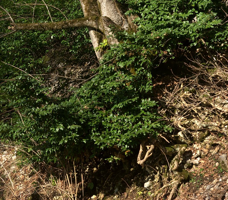 Image of Lauro-cerasus officinalis specimen.