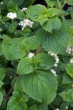 Ageratum houstonianum. Часть вегетирующего побега на фоне соцветий. Владивосток, Ботанический сад. 12.09.2016.