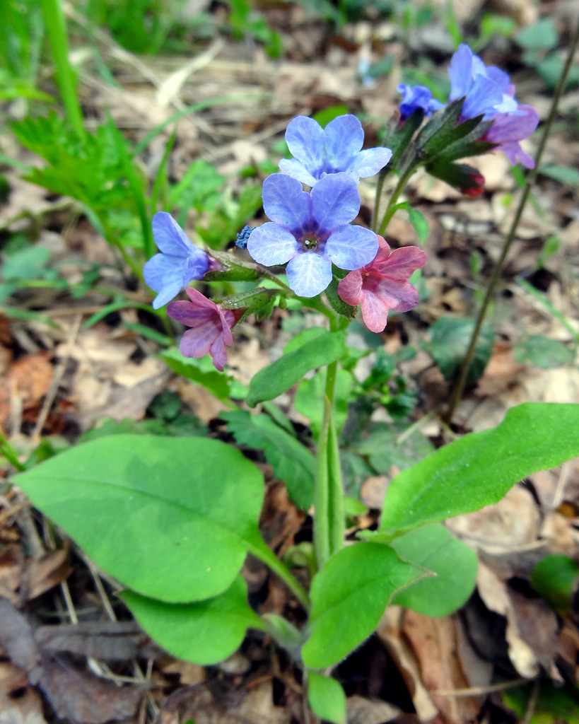 Изображение особи Pulmonaria obscura.