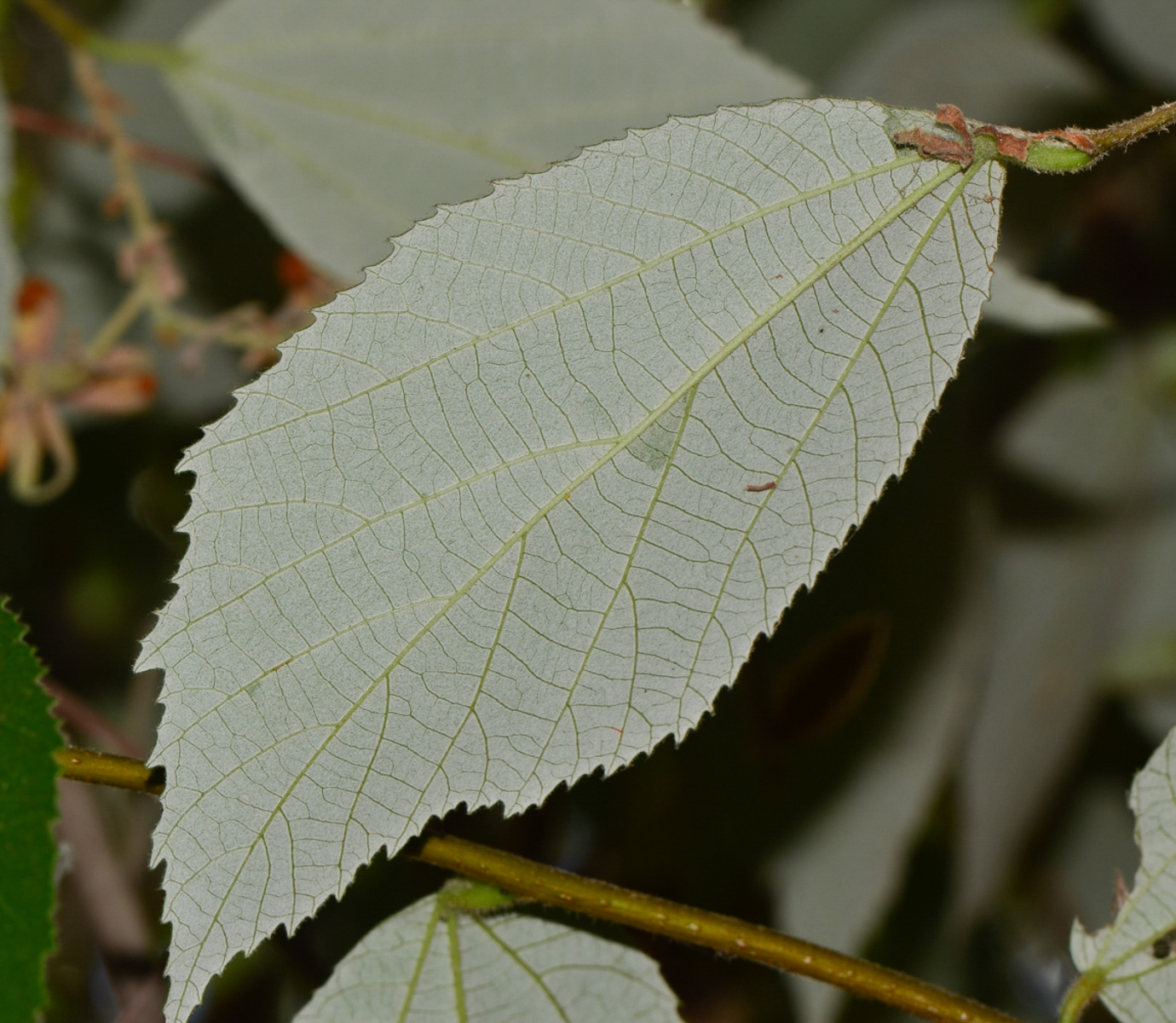 Image of Luehea divaricata specimen.