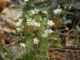 Minuartia uralensis. Верхушки цветущих растений. Иркутская обл., Иркутский р-н, окр. дер. Жердовка, опушка леса. 16.06.2016.