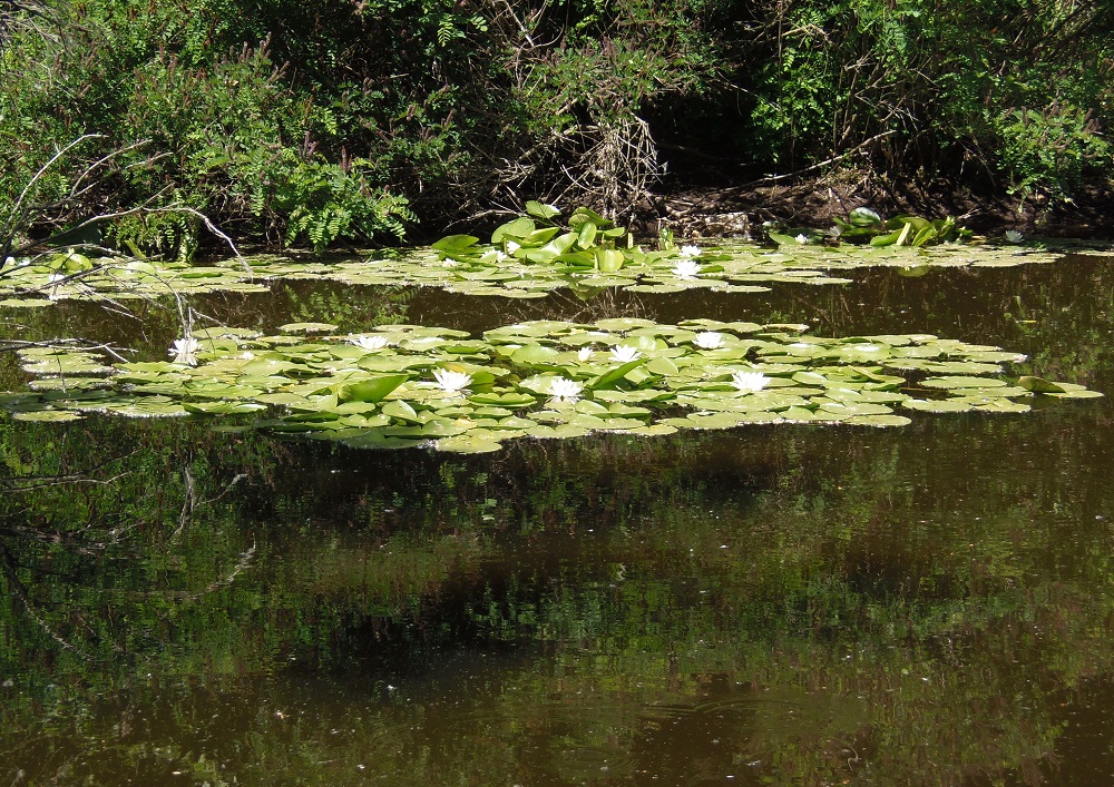 Изображение особи Nymphaea alba.