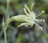 genus Silene