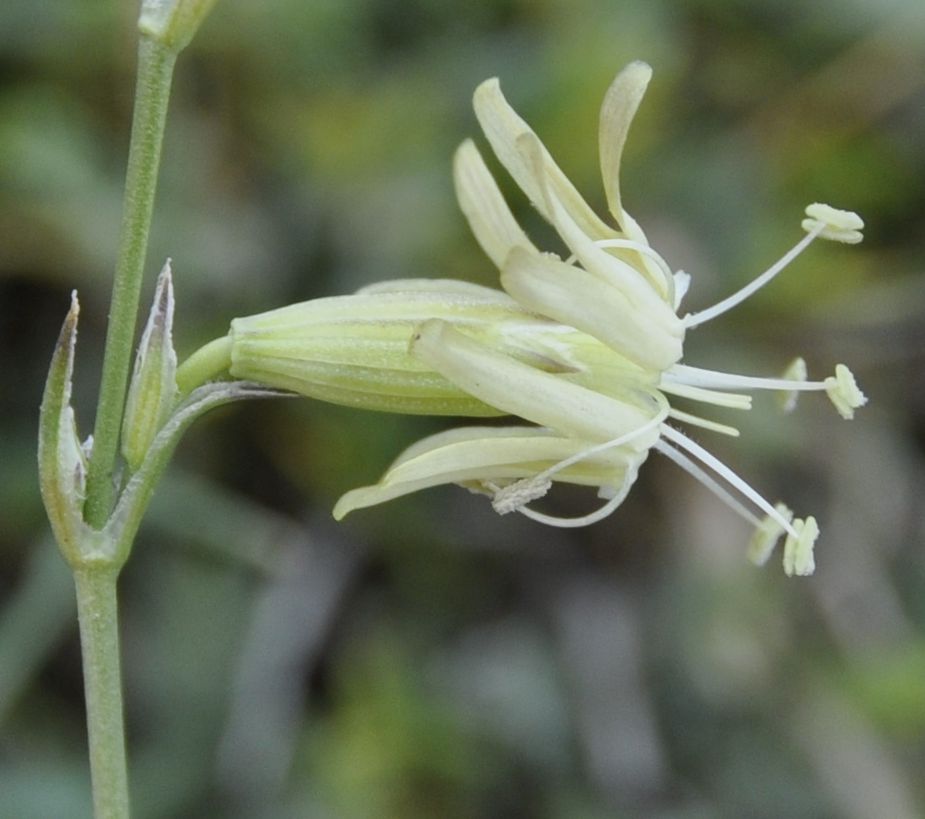 Image of genus Silene specimen.