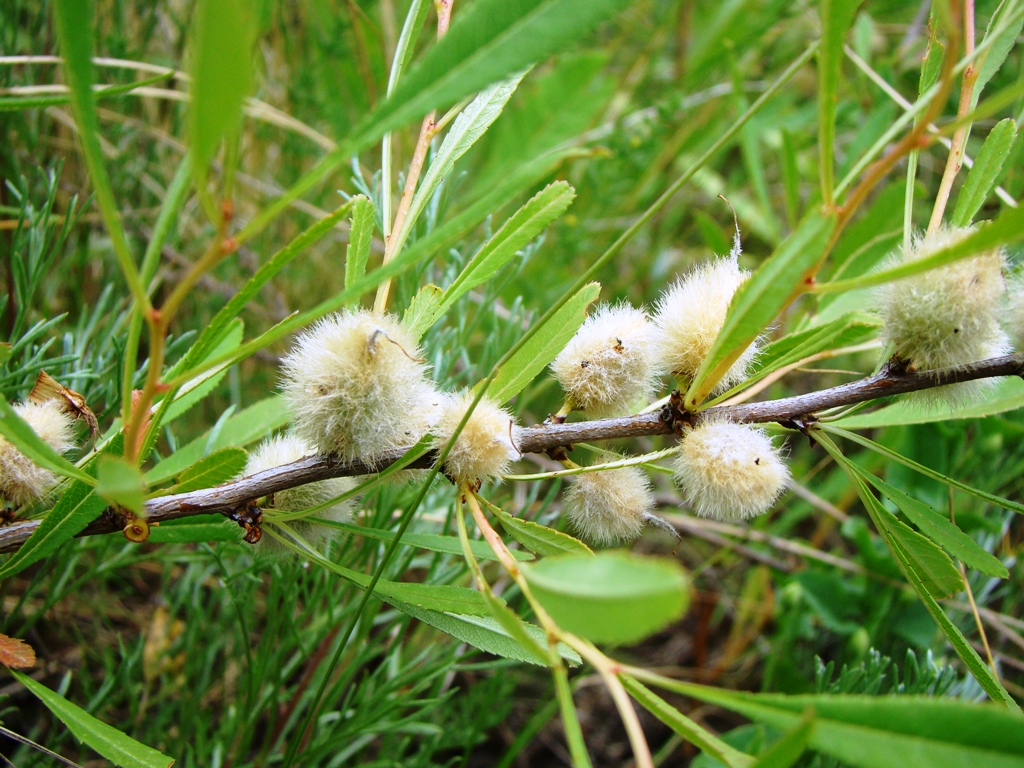 Image of Amygdalus nana specimen.