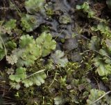 Marchantia latifolia