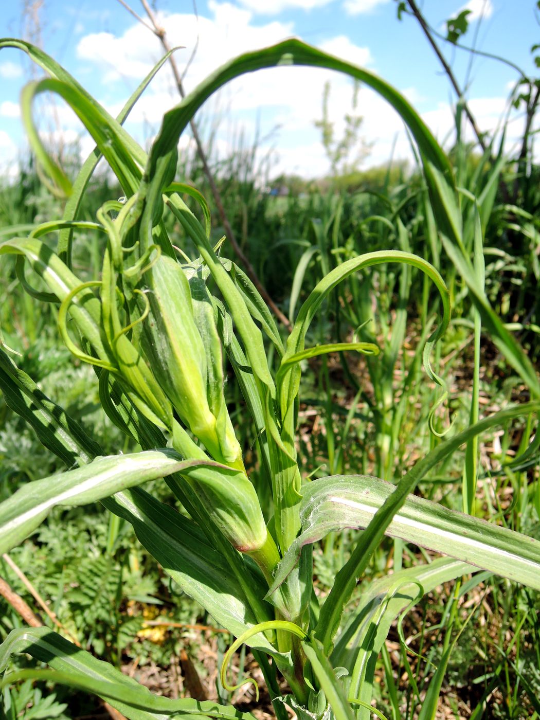 Image of genus Tragopogon specimen.