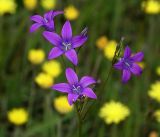 Campanula patula