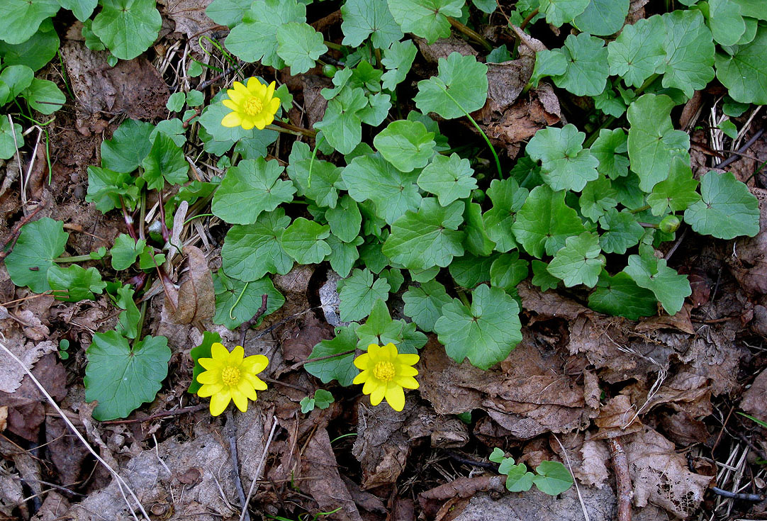 Image of Ficaria verna specimen.