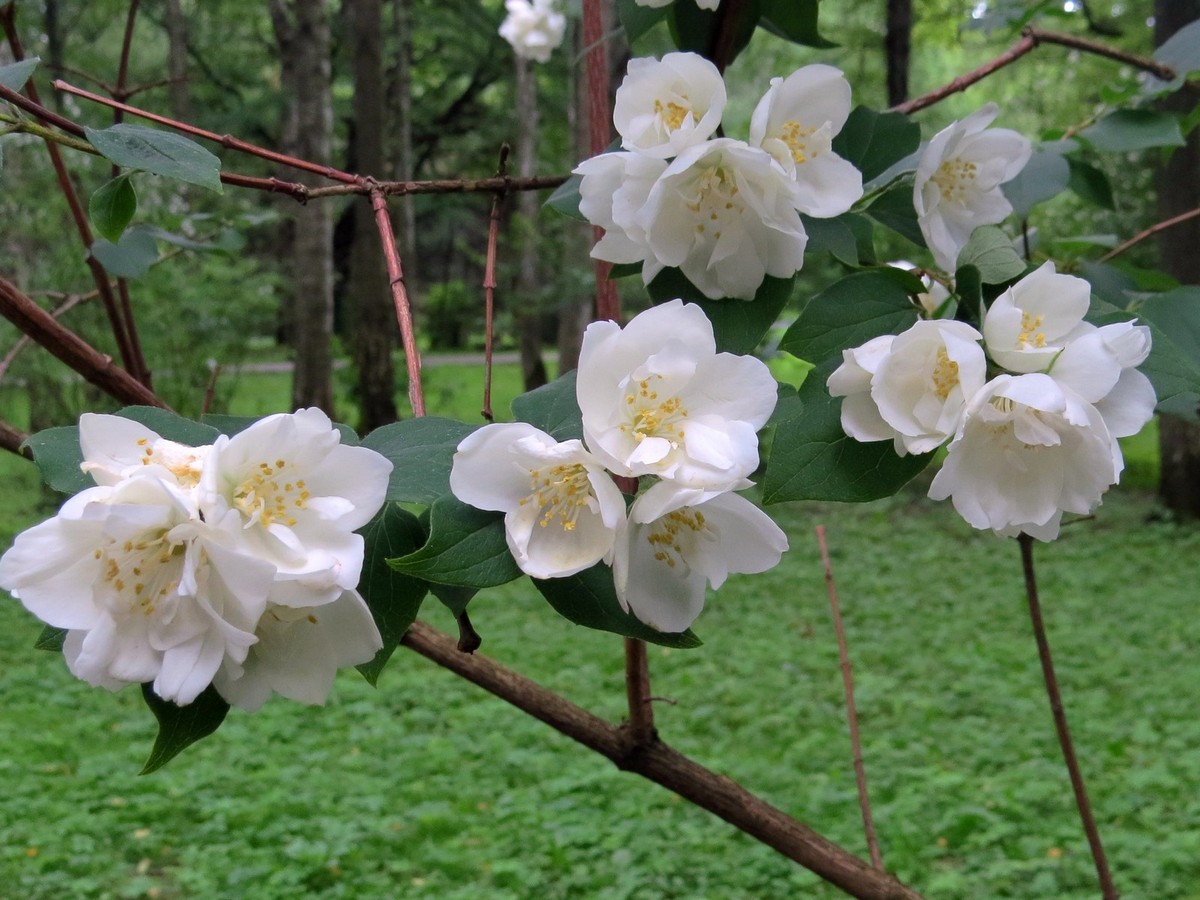 Image of Philadelphus &times; virginalis specimen.