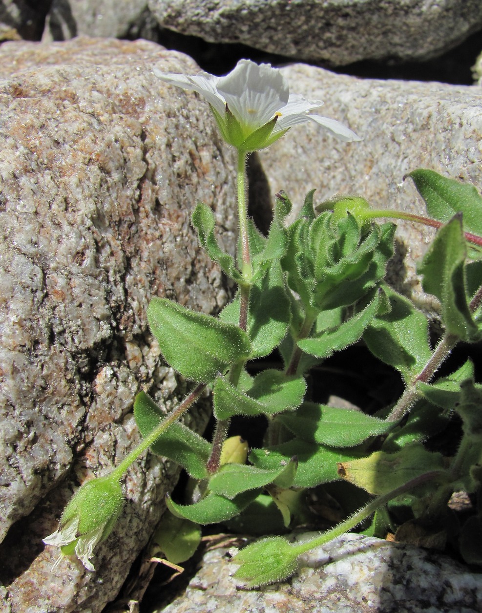 Image of Cerastium undulatifolium specimen.