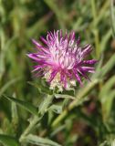 Centaurea jacea