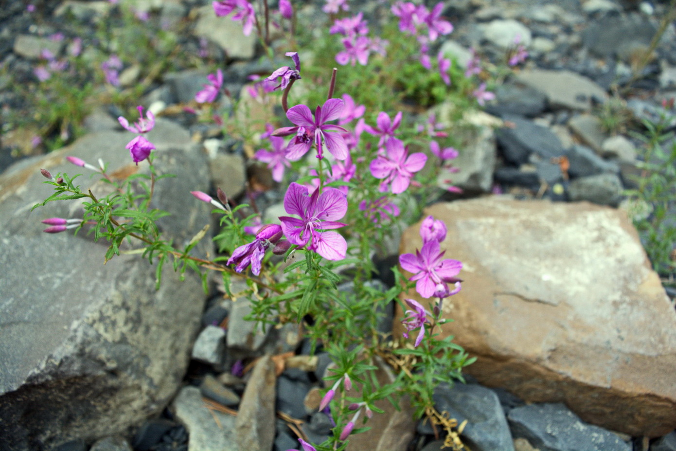 Изображение особи Chamaenerion colchicum.