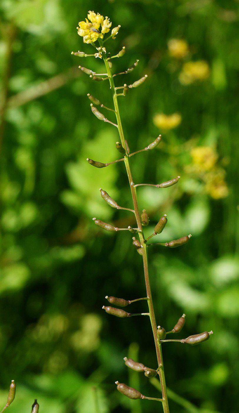 Image of Rorippa palustris specimen.