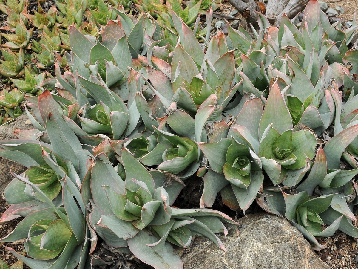 Image of Aloe reynoldsii specimen.