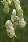 Aconitum umbrosum