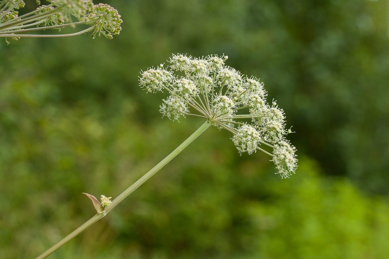 Изображение особи Angelica sylvestris.