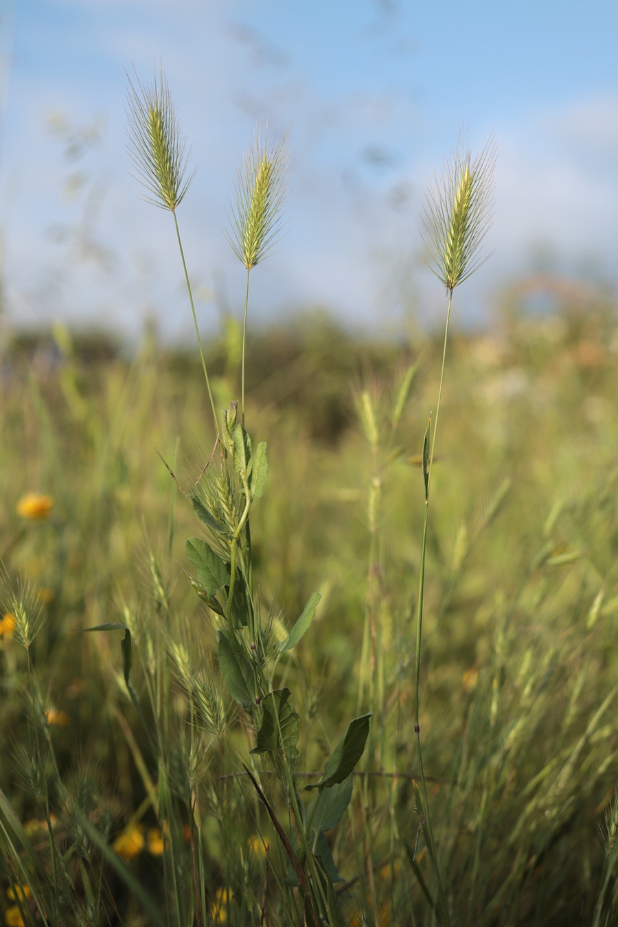 Изображение особи Hordeum geniculatum.