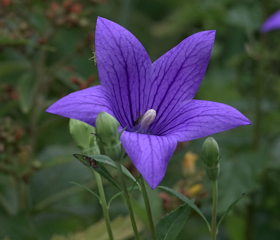 Изображение особи Platycodon grandiflorus.